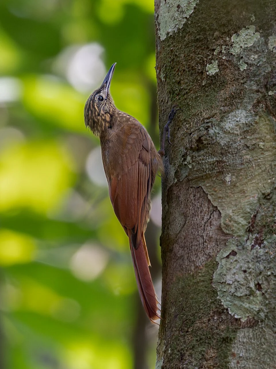 Southern Long-tailed Woodcreeper; Novo Airão, Amazonas, Brazil