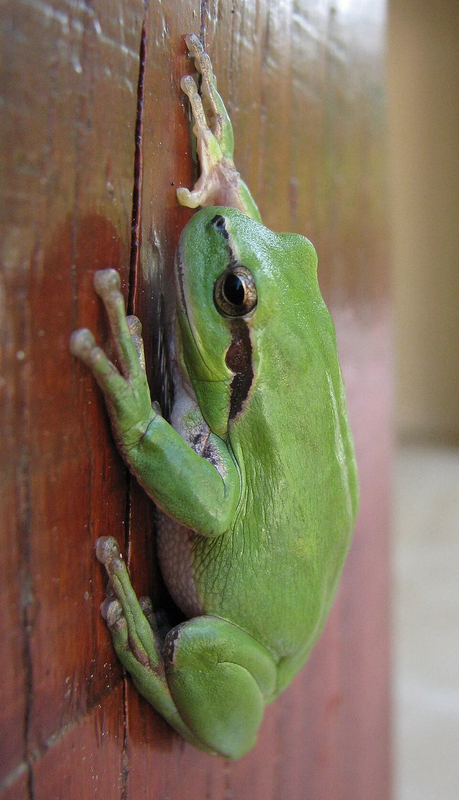 Hyla meridionalis, South west of France (Marmande, dep. 47)