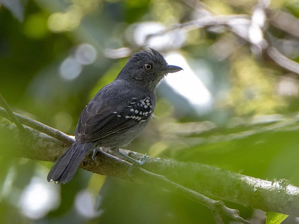 Upland Antshrike (Thamnophilus aroyae) in Peru. Photo by David F. Belmonte. Original iNaturalist observation here: https://www.inaturalist.org/observations/98153551
