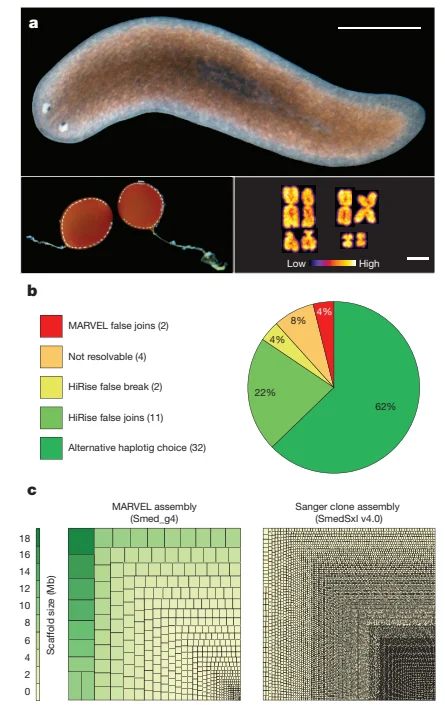 Sequenced sexual-strain Schmidtea mediterranea individual, egg cocoons and karyotype in panel a, with genome-assembly charts below, Grohme and colleagues’ 2018 figure 1