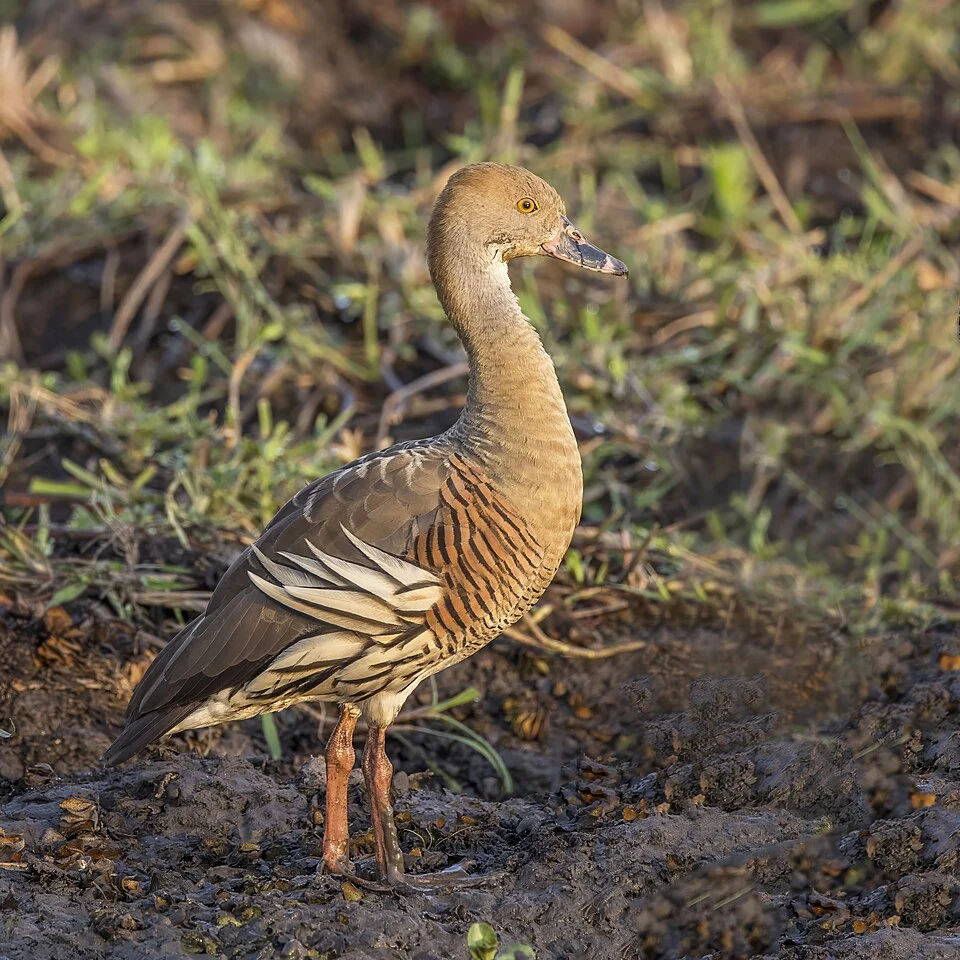 Plumed whistling duck (Dendrocygna eytoni), Yellow Water, Kakadu National Park, NT, Australia