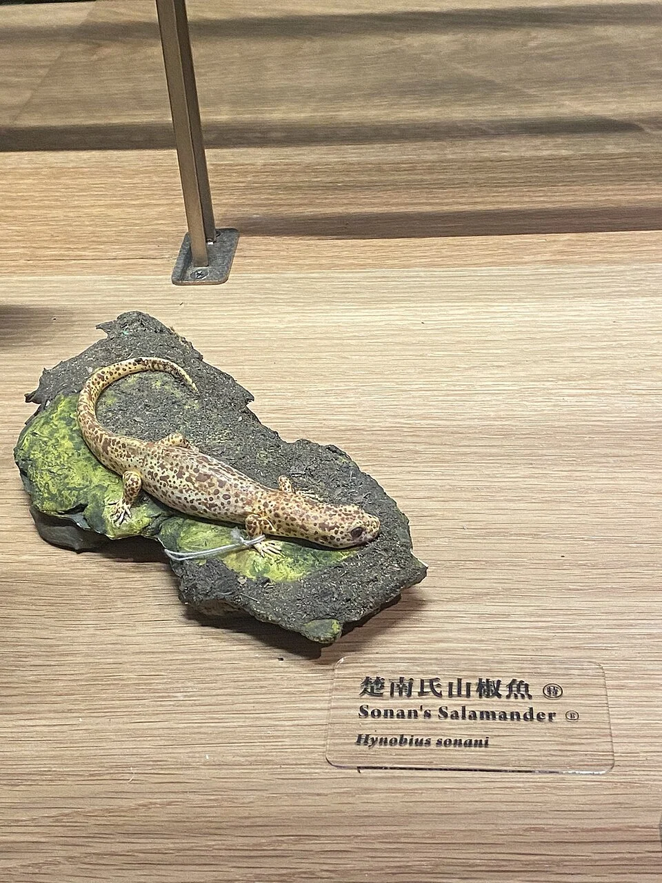 楚南氏山椒魚