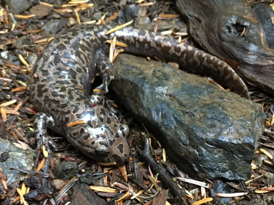 Metamorphosed Dicamptodon copei.