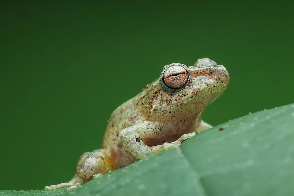 photographed in Northern Negros Natural Park.The Hazel's forest frog (Platymantis hazelae) is a species of frog in the family Ceratobatrachidae. It is endemic to the Philippines, where can be found on the mountains of Negros and possibly also Masbate.
Its natural habitats are subtropical or tropical moist lowland forest and subtropical or tropical moist montane forest. It is threatened by habitat loss.