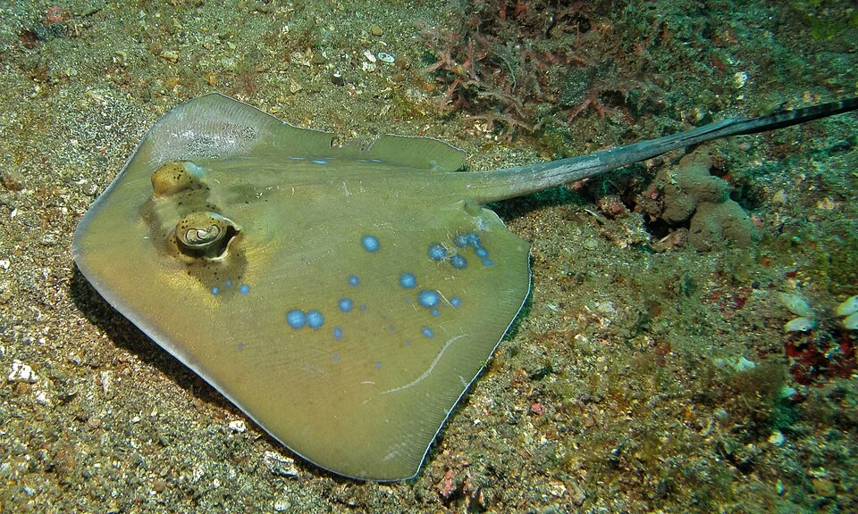 Tanjung Kubur, Lembeh Strait, Sulawesi, INDONESIA