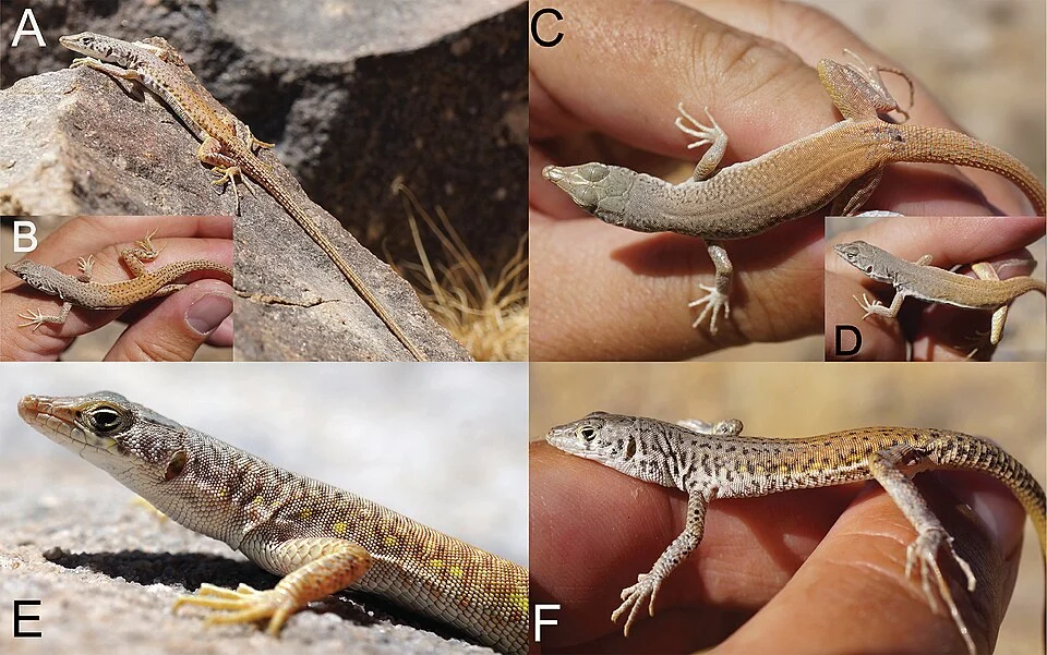 Figure 8; Life photographs of representative individuals of Pedioplanis branchi sp. nov. highlighting color pattern variation within the species. (a.) Lateral and (b.) dorsal whole body images of an adult specimen from the Chuos Mountains (Chuosberg) (SK376.2014; not included in study), note the dense, dark speckling on the dorsum, and bold dark lateral markings. (c.) Dorsal and (d.) lateral whole body images of an adult specimen (SK402.2014; not included in study) from the northward extension of the Swakop River Canyon, note the more uniformly gray and red dorsum lacking speckling and fainter