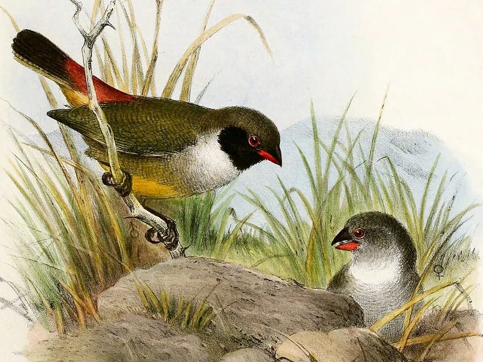 Plate XXXIII from G. E. Shelley's publication The birds of Africa (vol. 4, 1905); illustration by Henrik Grönvold:
(♂ & ♀) Coccopygia bocagei

Identifier: birdsofafricacom41shel (find matches)
Title: The birds of Africa, comprising all the species which occur in the Ethiopian region
Subjects:  Birds
Contributing Library:  Smithsonian Libraries
Digitizing Sponsor:  Smithsonian Libraries
View Book Page: Book Viewer
About This Book: Catalog Entry
View All Images: All Images From Book
Click here to view book online to see this illustration in context in a browseable online version of this book.

N