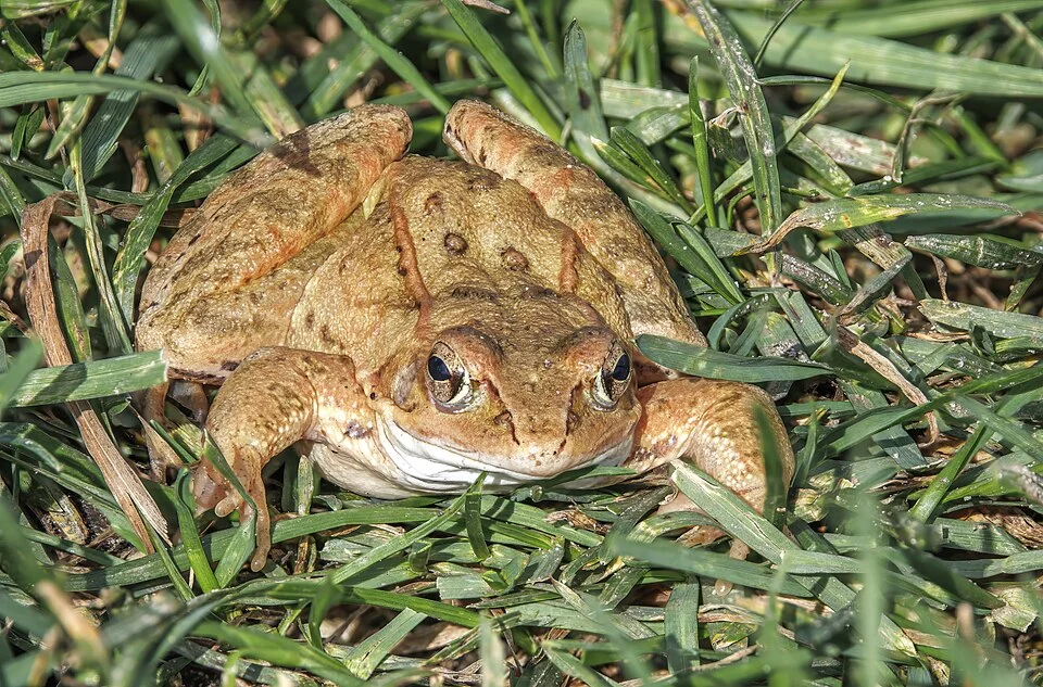 Moor frog (Rana arvalis), Glambecksee, Naturpark Uckermärkische, Germany
