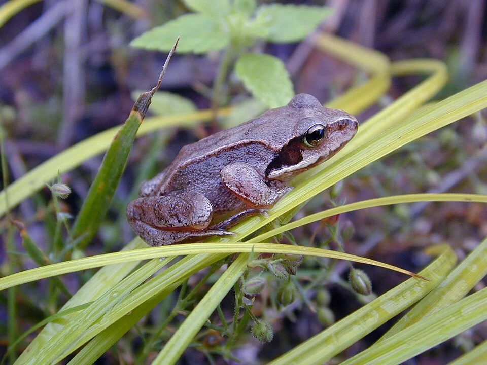 A photograph of Rana chensinensis, taken in Southern Sakhalin Island, Russia.