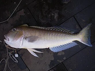 Lopholatilus chamaeleonticeps from the Gulf of Mexico