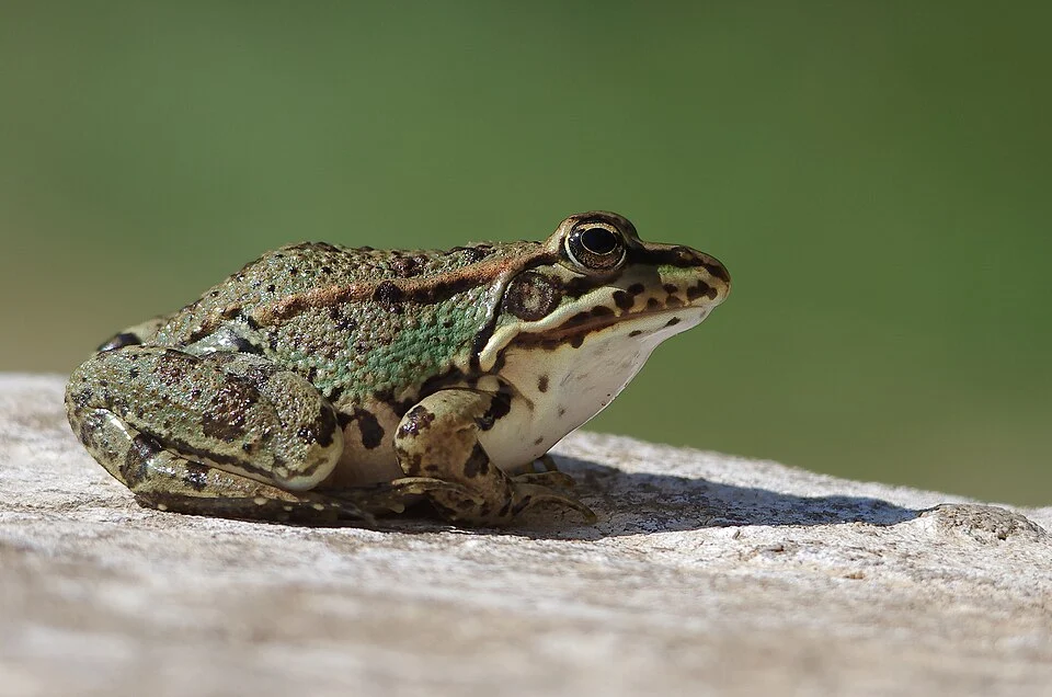 Grenouille du Sahara -Pelophylax saharicus- Rana saharica. (Djebel  El Haouaria  Z.I.C.O).