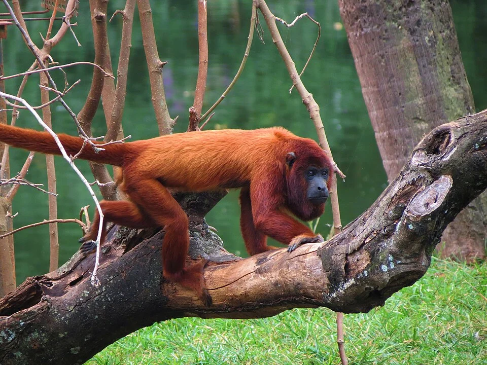 Red howler monkey (Alouatta seniculus) in Sorocaba Zoo.