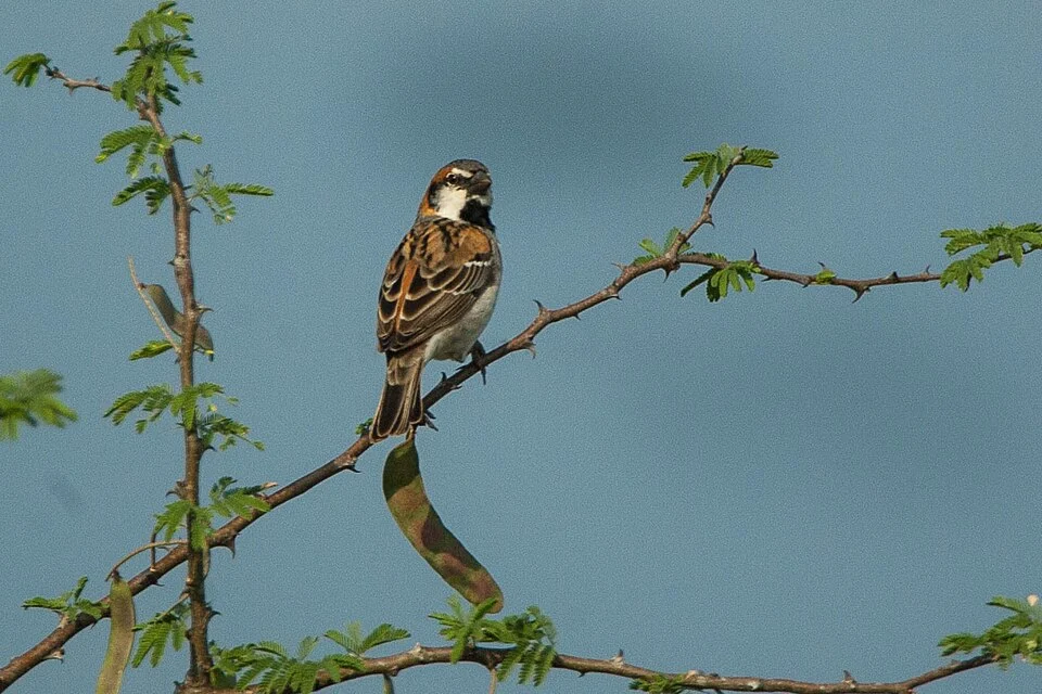 Shelley's Rufous Sparrow - 27-08-06_Murchison Falls - Uganda NP Uganda 06_5442