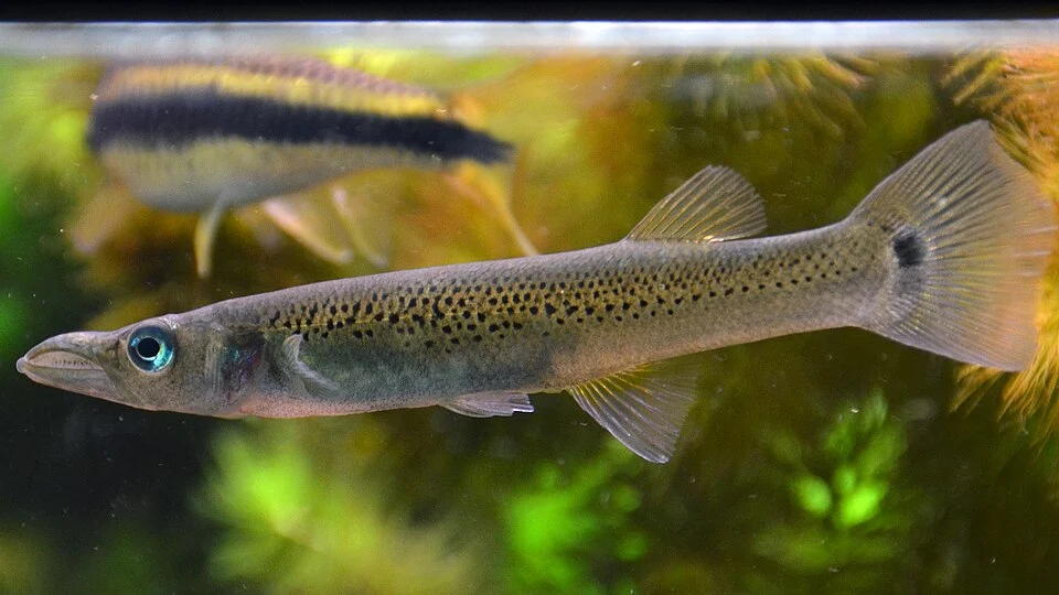Top minnow (Belonesox belizanus). Female specimen. Aquarium tropical du Palais de la Porte Dorée, in Paris.