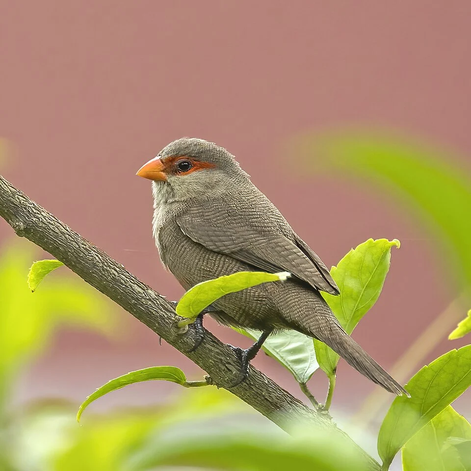 Common waxbill (Estrilda astrild jagoensis), São Tomé island, São Tomé and Príncipe