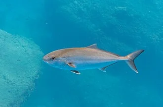 Greater amberjack (Seriola dumerili), Madeira, Portugal