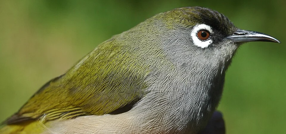 Picture of Zosterops olivaceus, bird of Reunion Island