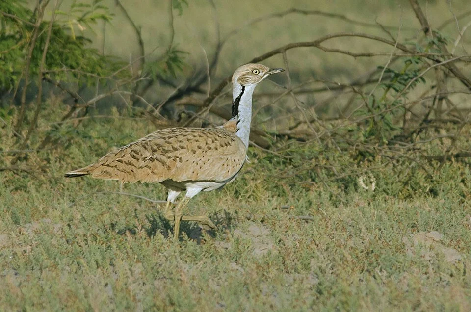 Macqueen's Bustard Chlamydotis macqueenii in Greater Rann of Kutch, Gujarat, India