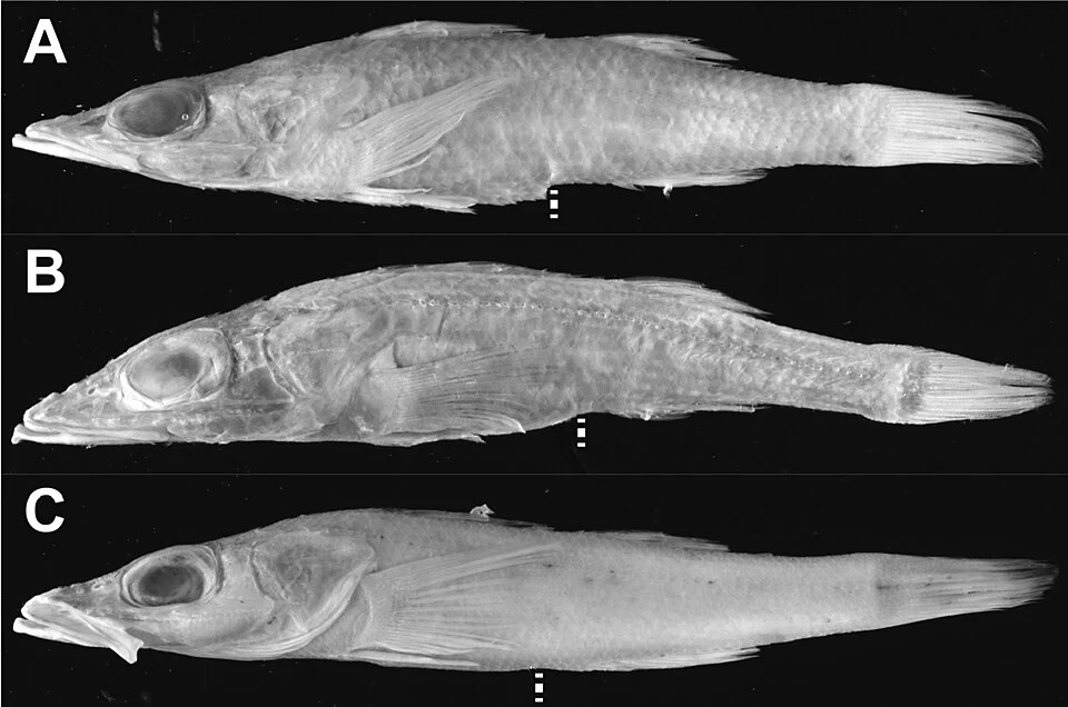 Lateral view of the three species of Parabembras; A P. curta, FAKU 41447, 143.5 mm SL B P. robinsoni, NSMT-P 129791, 165.1 mm SL C P. multisquamata, holotype, MNHN-IC-2008-1516, 167.3 mm SL. White line indicates anus.