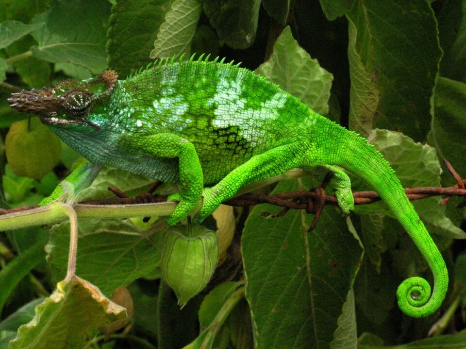 A West Usambara Two-horned Chameleon (two horns), in the Usambara Mountains, Tanzania