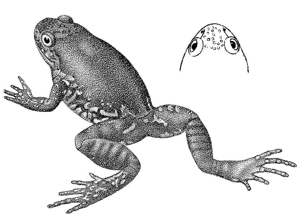 Leptodactylodon ovatus