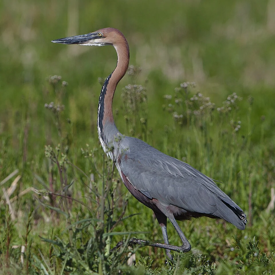 Goliath Heron, Ardea goliath at Marievale Nature Reserve, Gauteng, South Africa