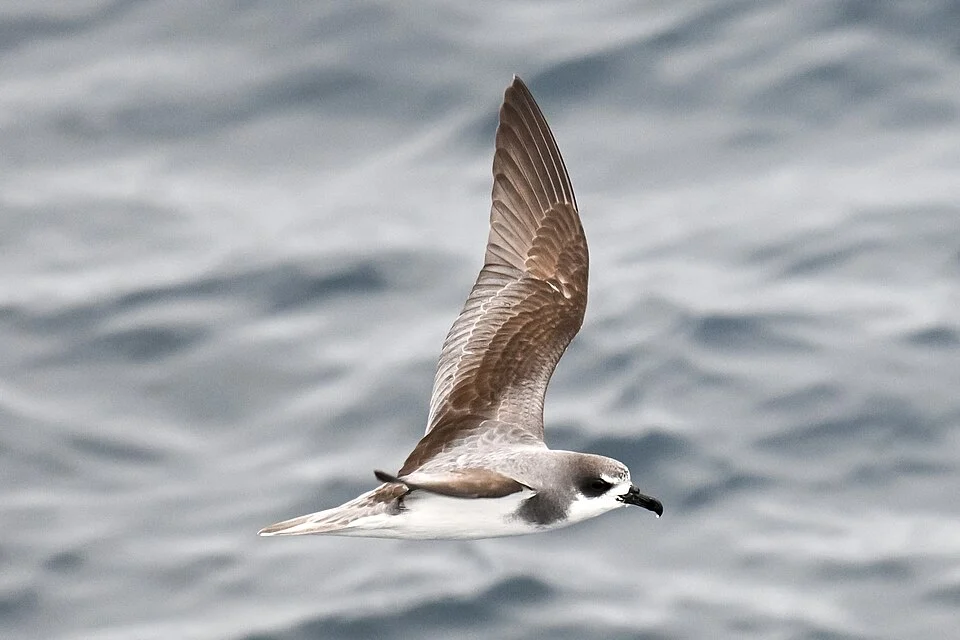 Masatierra Petrel (Pterodroma defilippiana)