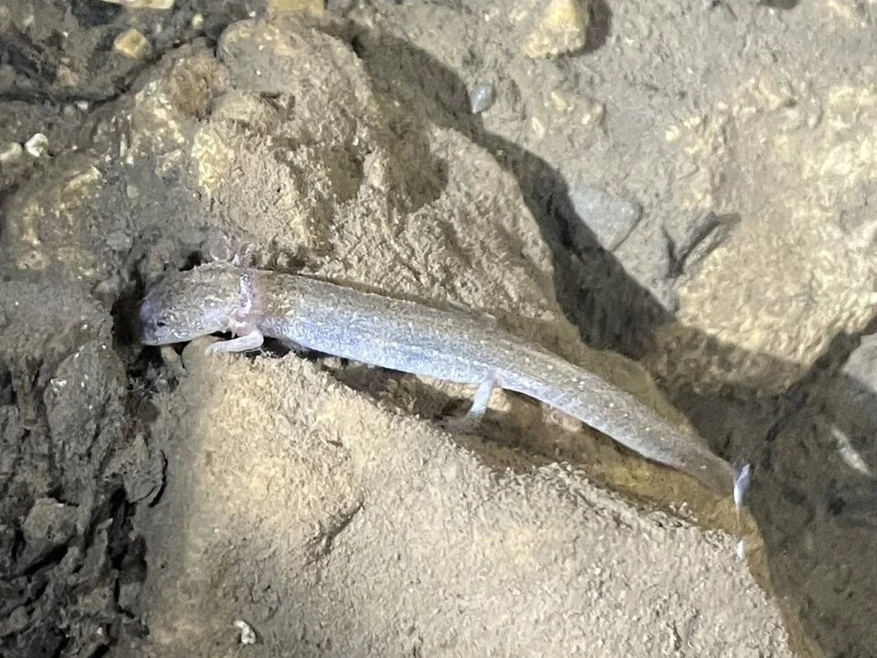 Cascade Caverns Salamander (Eurycea latitans). Species of amphibian.