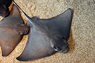Bat rays(Myliobatis californica) at the Monterey Bay Aquarium