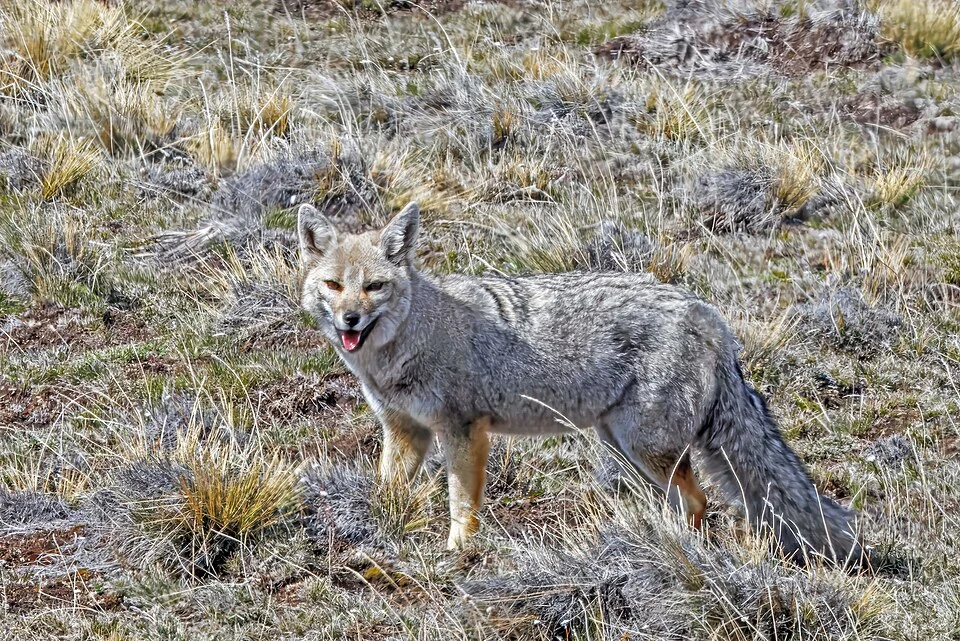 South American grey fox (Lycalopex griseus), beside RN40, Santa Cruz Province, Argentina