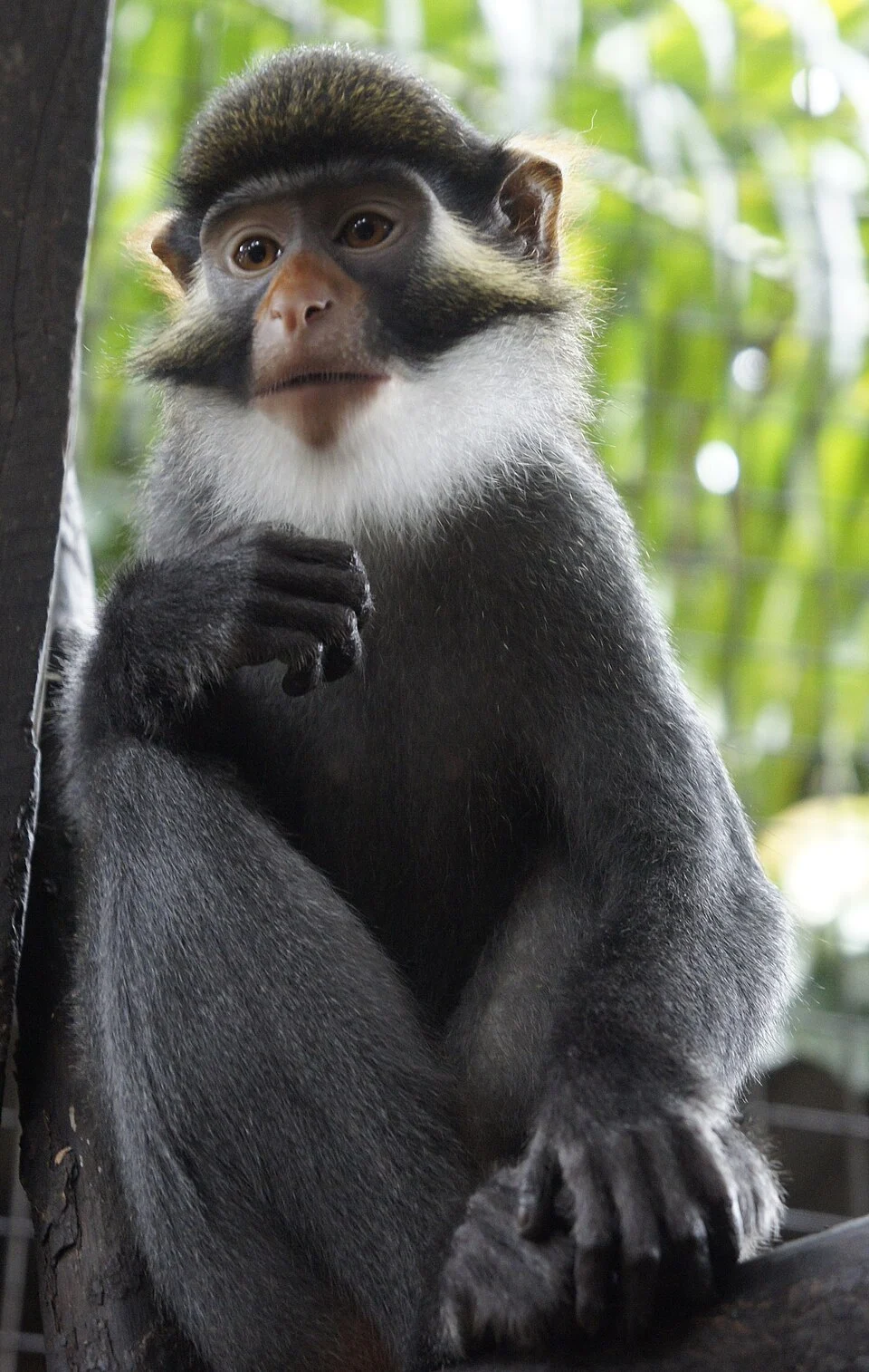 This is a female Red-eared guenon (Cercopithecus erythrotis), only found in a few West African countries.
She was rescued by CERCOPAN primate sanctuary in Nigeria.