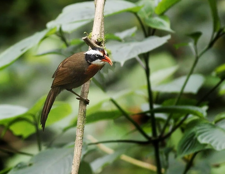 Coral-billed Scimitar Babbler Eaglenest WLS Arunachal Pradesh India March 2019.