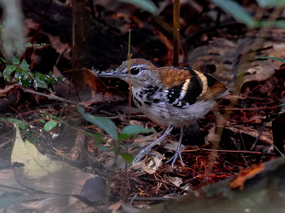 Banded Antbird (male); Jaci-Parana, Porto Velho, Rondônia, Brazil