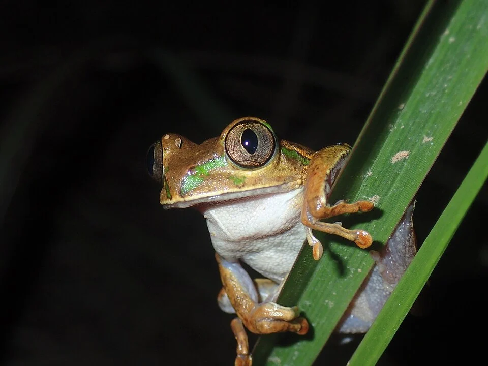 Photo of Christy's Tree Frog (Leptopelis christyi) uploaded from iNaturalist.