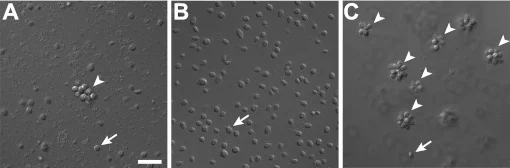 Salpingoeca rosetta single cells and rosette colonies under three bacterial culture conditions, Alegado and colleagues 2012 figure 1