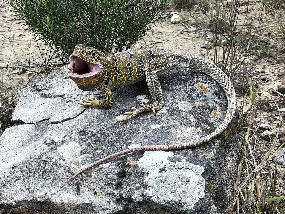 Reticulate Collared Lizard (Crotaphytus reticulatus). Species of reptile.