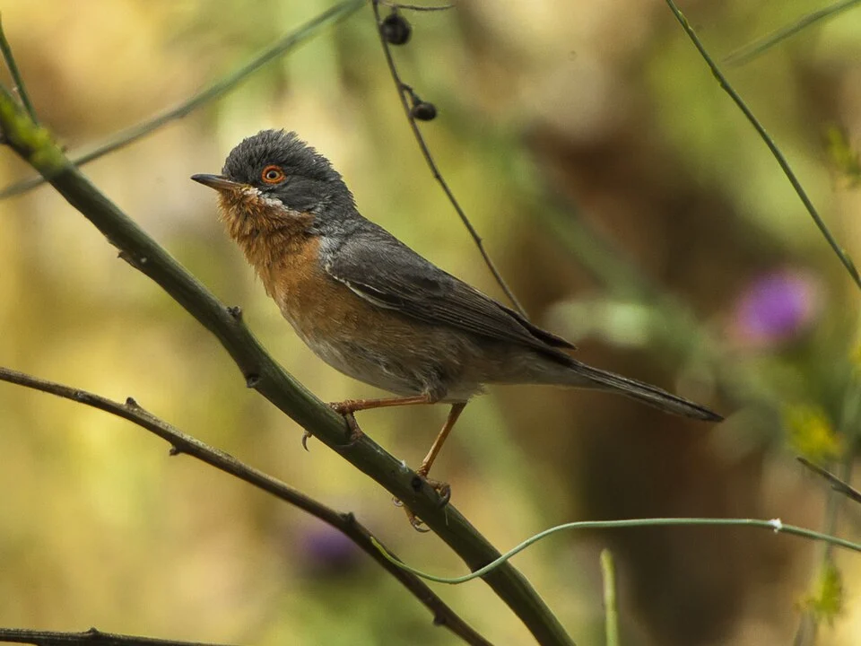 Subalpine Warbler - Monfrague - Spain_2669