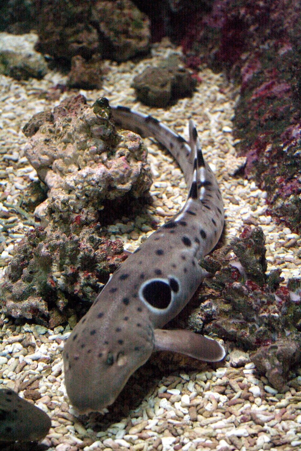 Heliscyllium ocellatum (Epaulette Shark) at Océanopolis, Brest, France