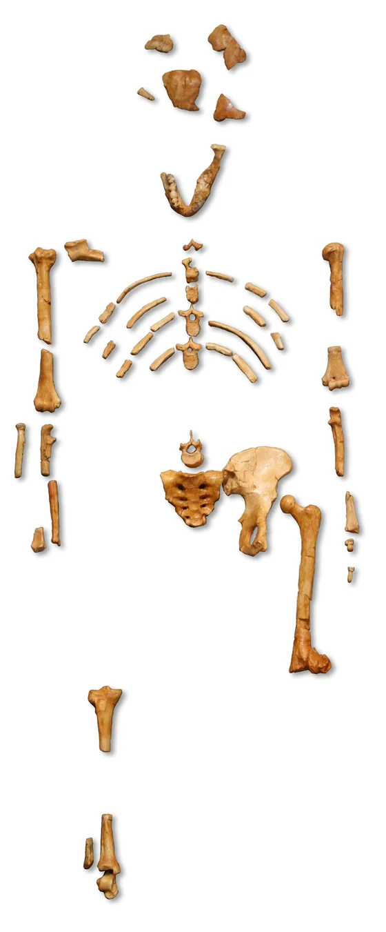 Australopithecus afarensis