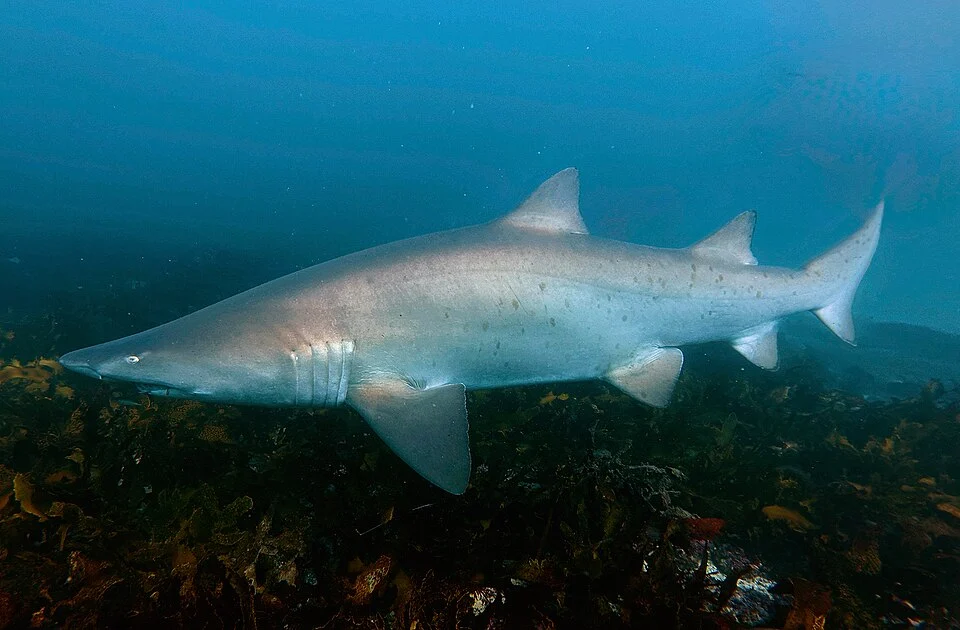 Sand tiger shark (Carcharias taurus) off Cronulla, Australia