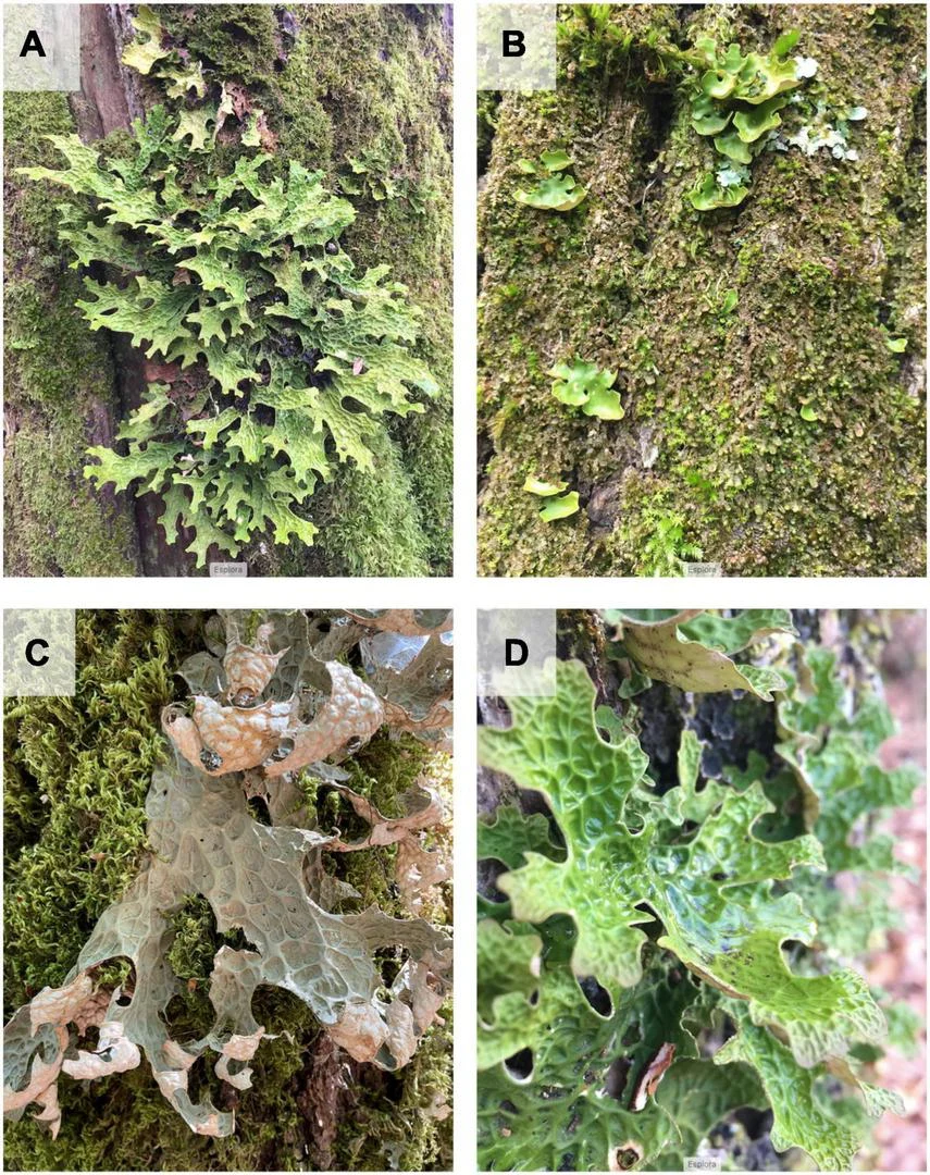 Four field photographs of Lobaria pulmonaria: adult and juvenile thalli, a dry adult and a rain-wetted adult, Di Nuzzo and colleagues’ 2022 figure 1