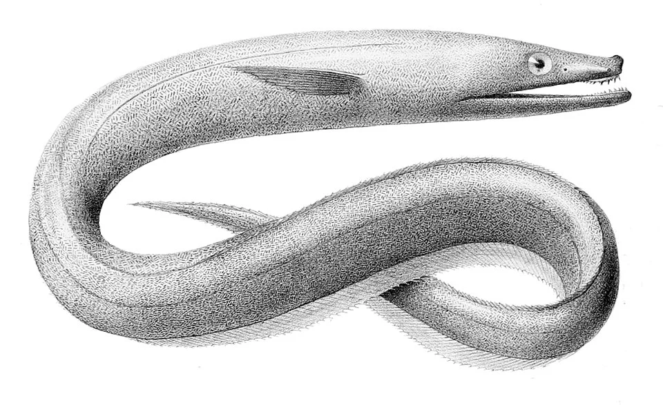 Synaphobranchus kaupii