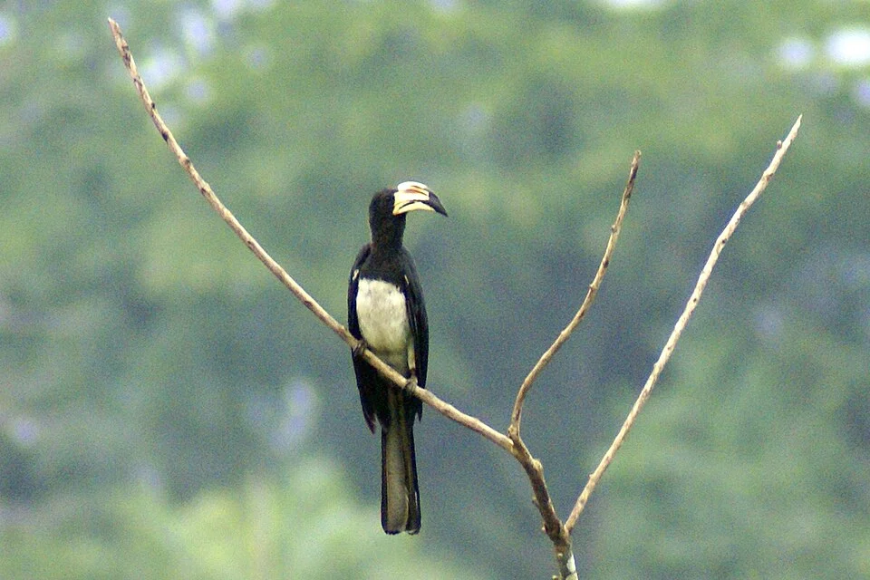 African Pied Hornbill Tockus fasciatus