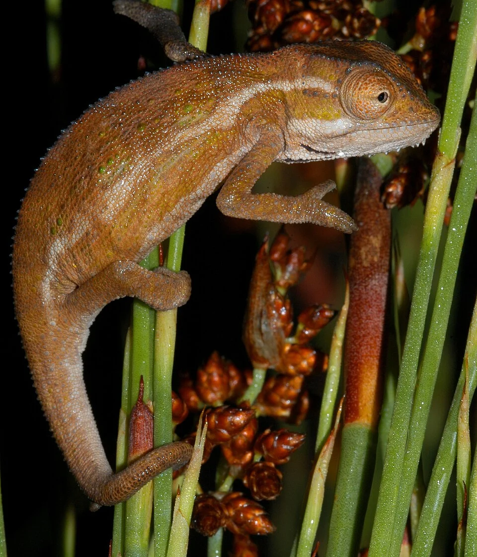 Smith's Dwarf Chamaeleon (Bradypodion taeniabronchum)