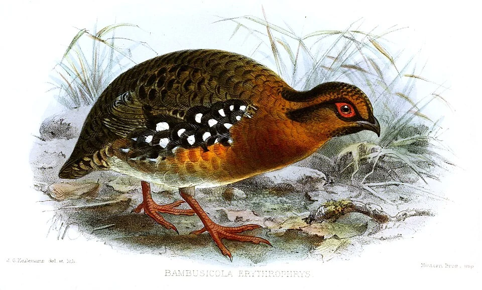 Bambusicola erythrophrys=	Arborophila hyperythra