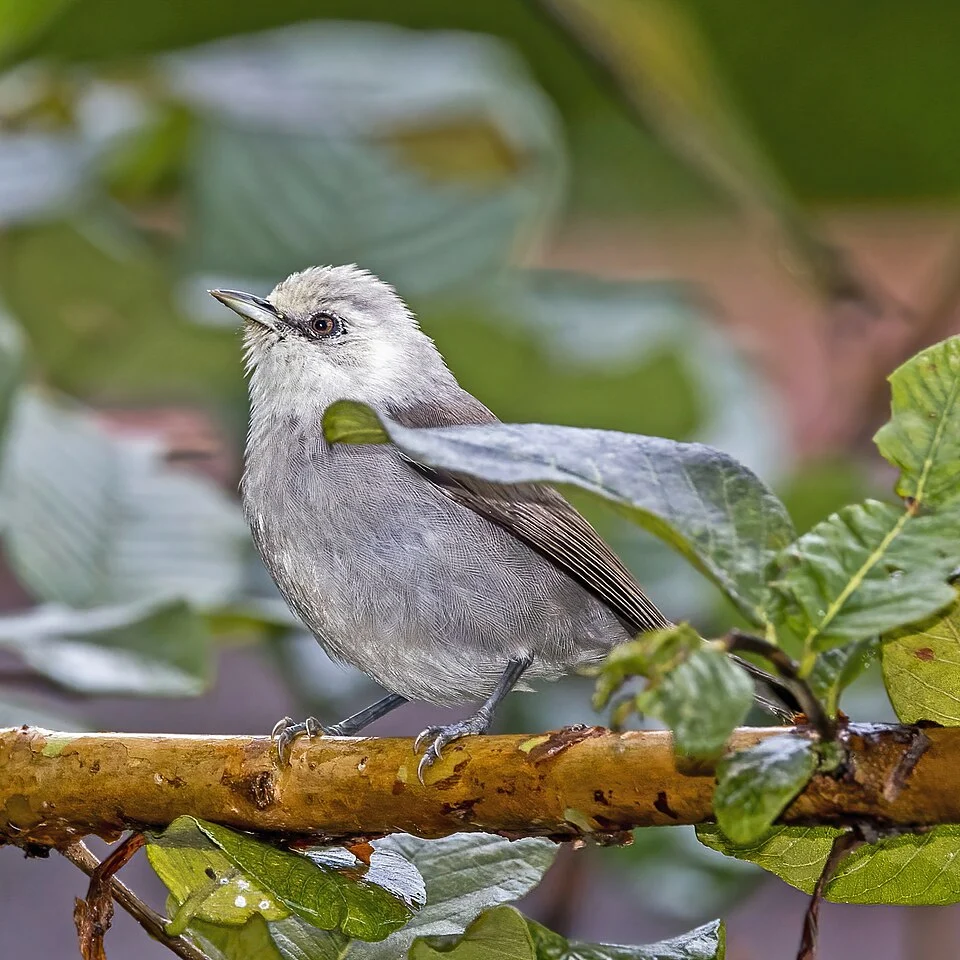 Príncipe spierops (Zosterops leucophaeus), Principe island, São Tomé and Príncipe