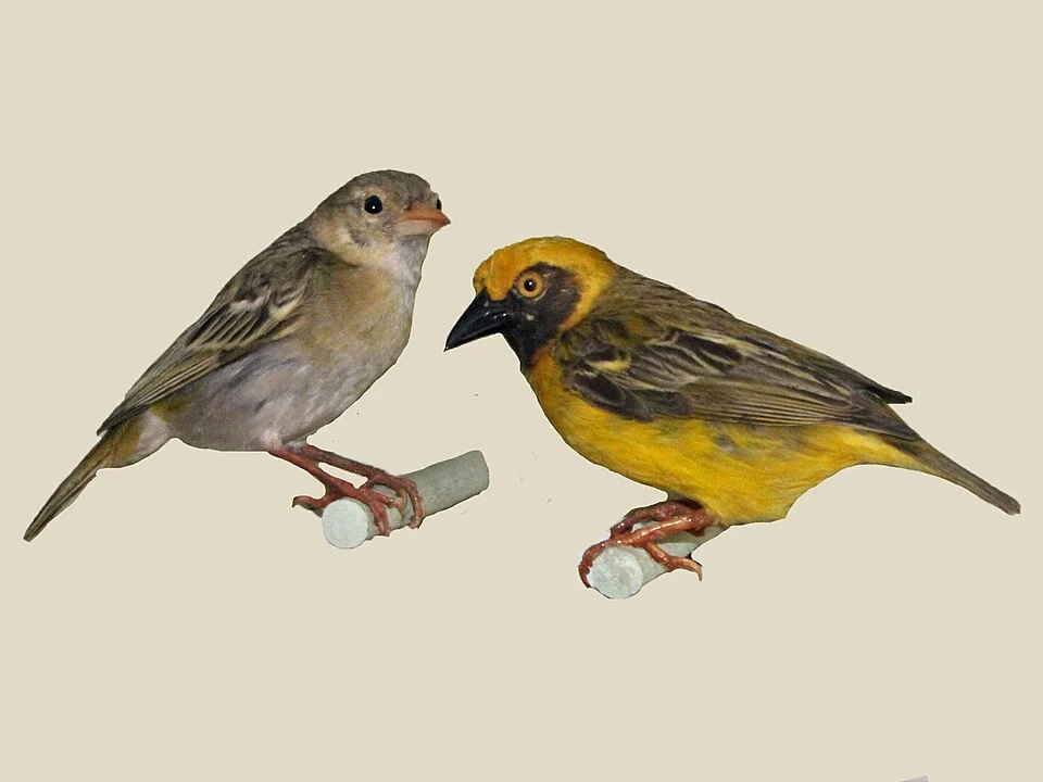 Heuglin's Masked Weaver (Ploceus heuglini). Female on left; male on right. Photograph of a specimen at Nairobi National Museum in Nairobi, Kenya.