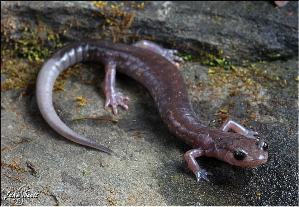 Blacksburg Salamander (Plethodon jacksoni) - Jake Scott