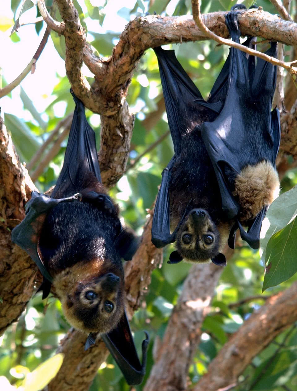 Spectacled flying foxes (male, female & her young).