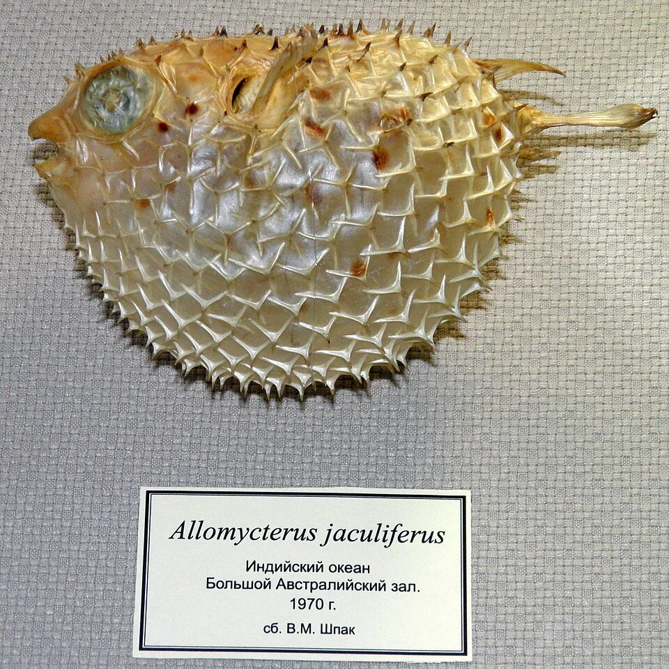 Tragulichthys jaculiferus (Cuvier, 1818)